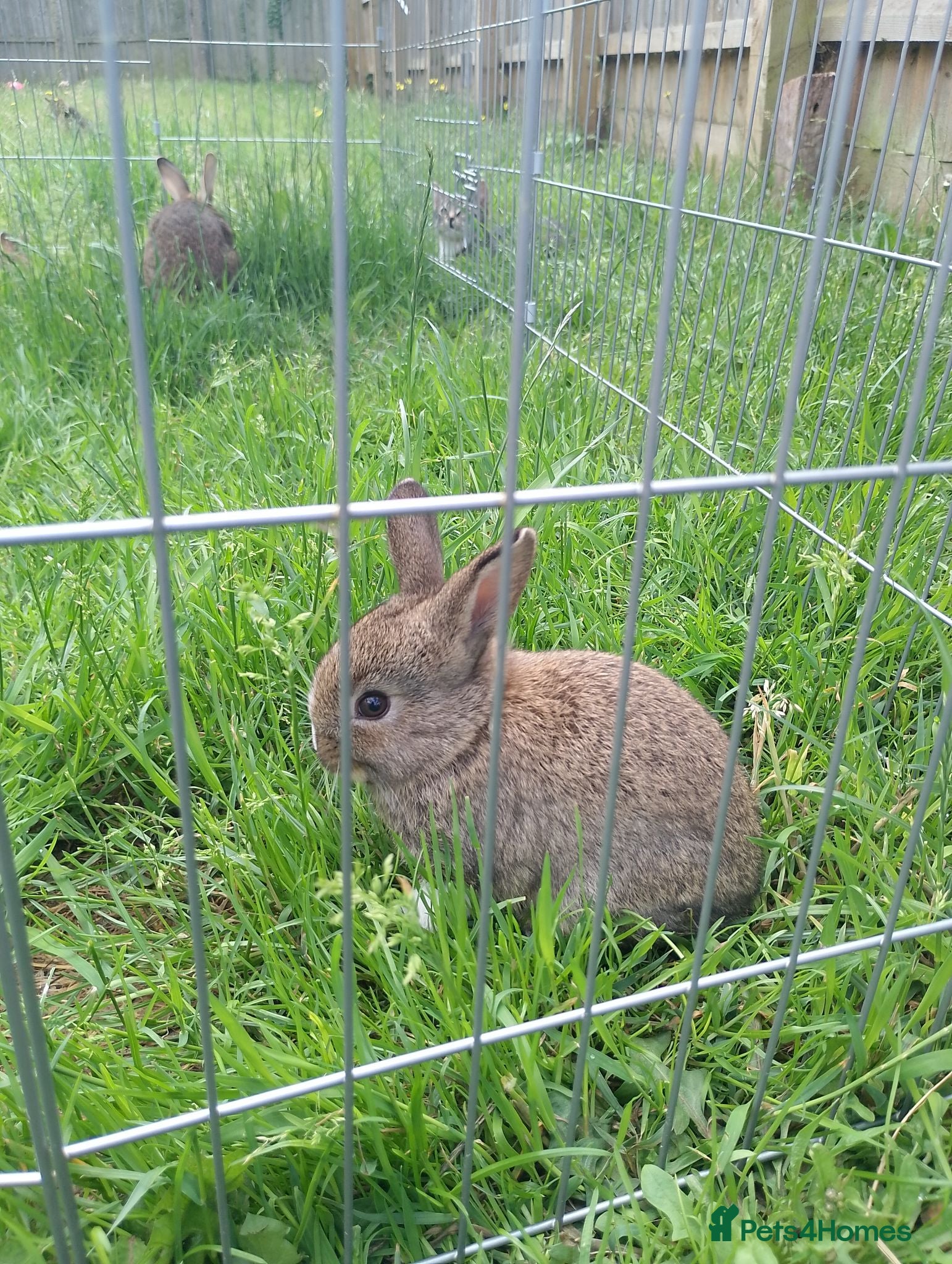 Mixed Breed rabbits 2 litters of mixed rabbits - Advert 4