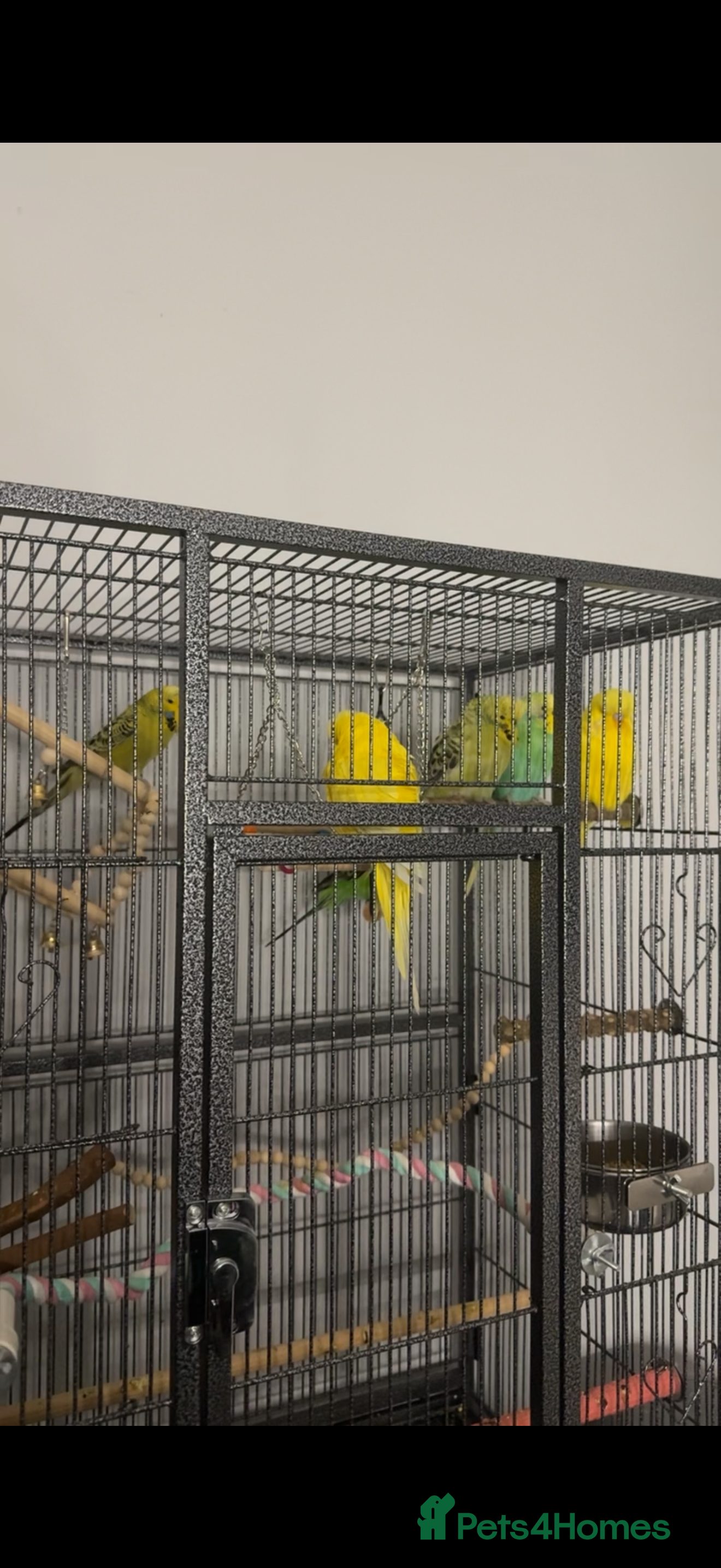 Budgerigars birds 5 budgies for sale, cage not included - Advert 1
