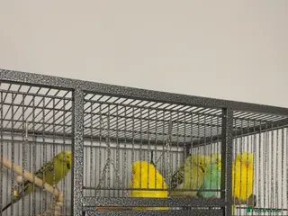 Budgerigars birds 5 budgies for sale, cage not included - Advert 1