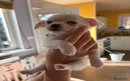 Chihuahua dogs for sale: Tiny chihuahua pups  - Image 8