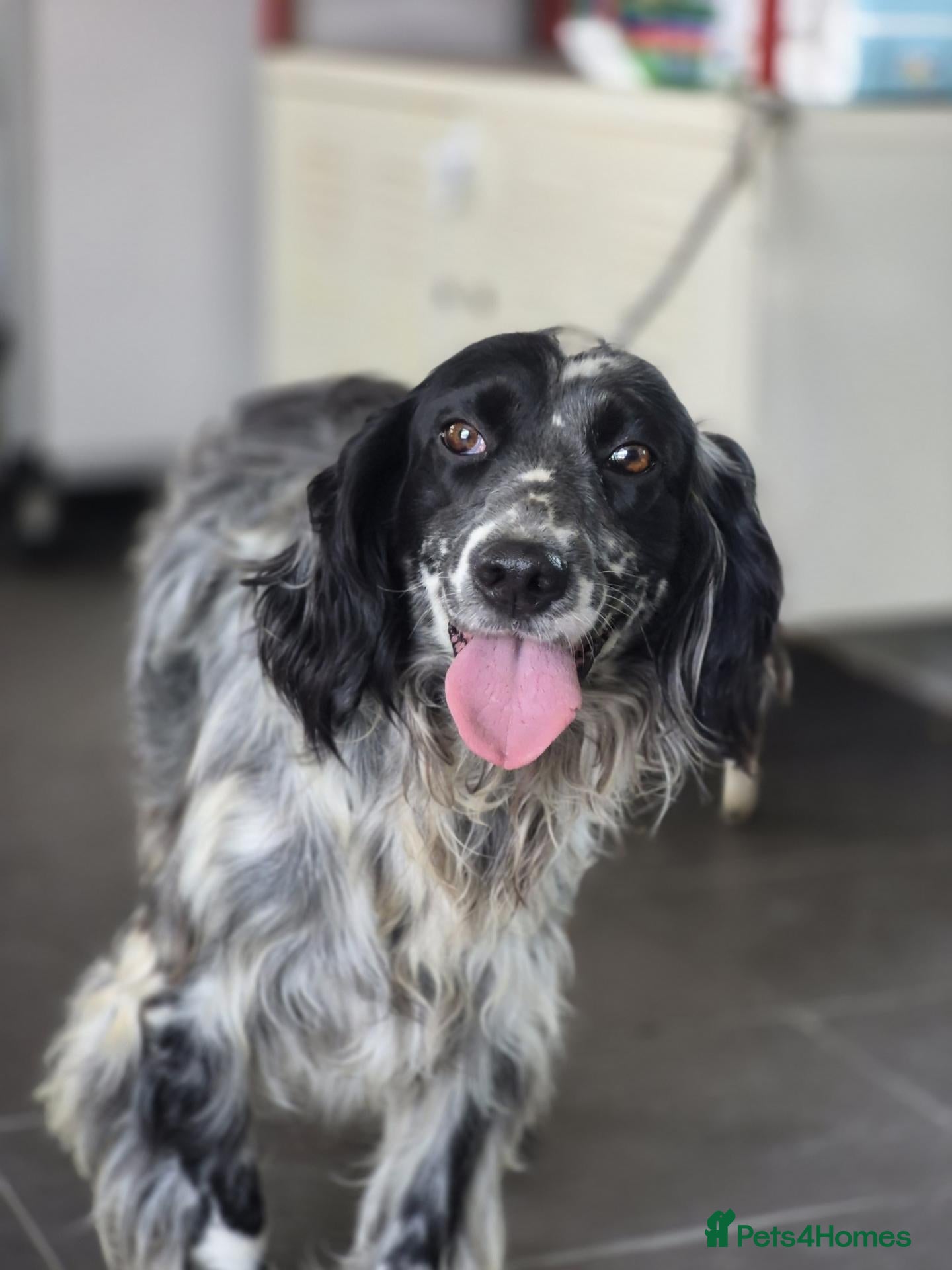 English Setter dogs Sydney - Advert 4