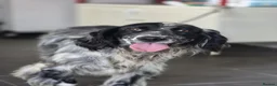 English Setter dogs for adoption: Sydney - Advert 1