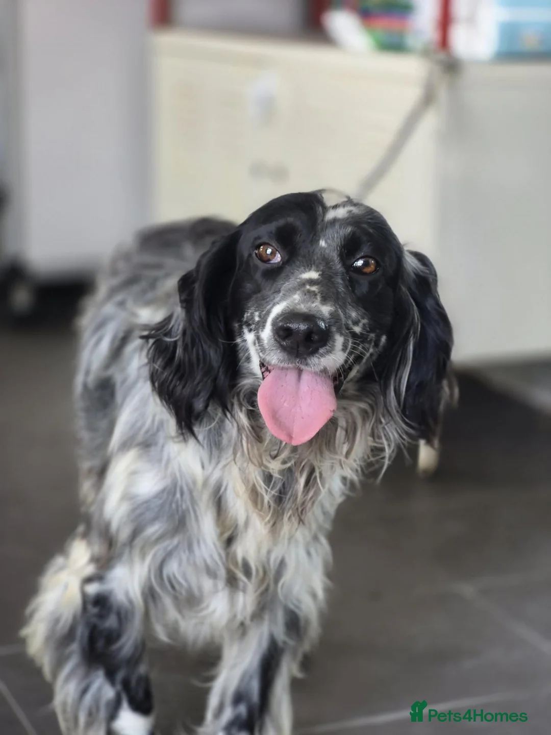 English Setter dogs for adoption: Sydney - Advert 1