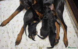 Dobermann dogs for sale: 🥇European Champion Line Dobermann puppies 🐶 🏆  - Advert 6