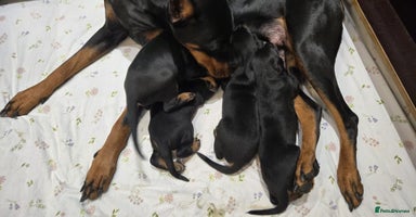 Dobermann dogs 🥇European Champion Line Dobermann puppies 🐶 🏆  - Advert 8