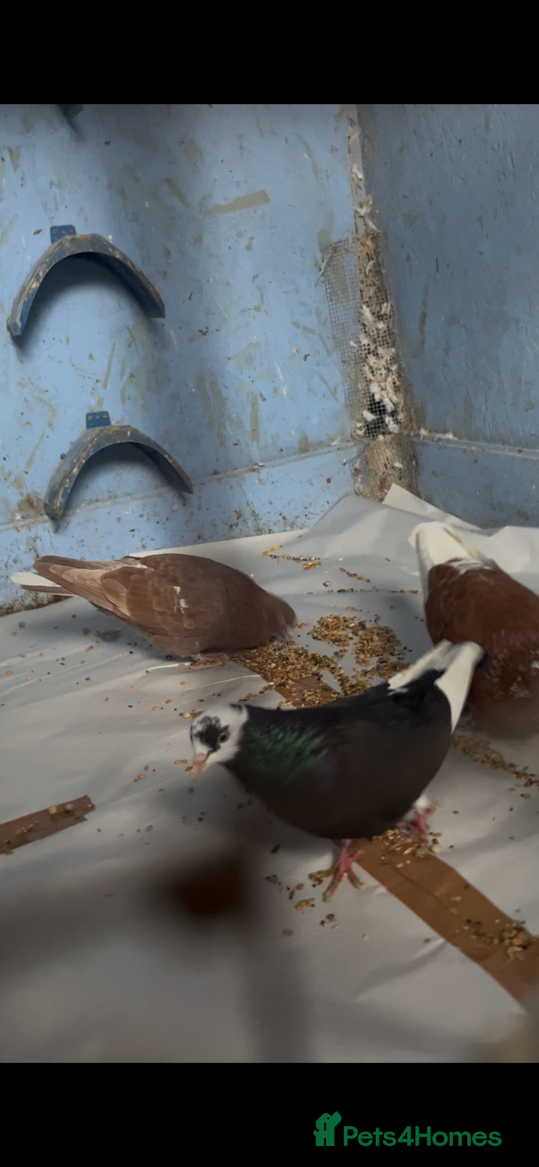 Pigeons birds for sale: 2 red roller pigeons  - Advert 4