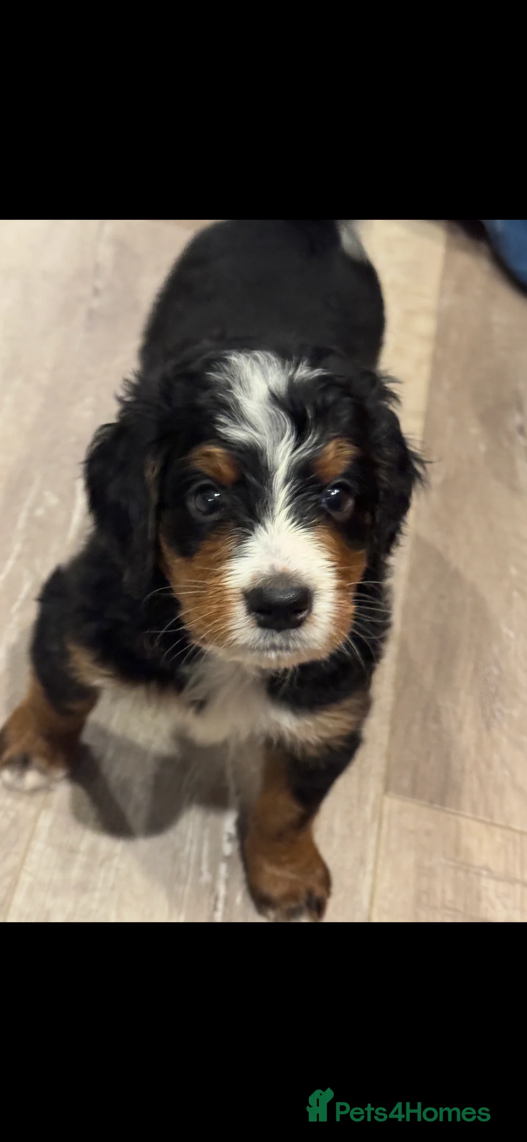 Bernese Mountain Dog dogs for stud: Bernese mountain dog (STUD) - Advert 20