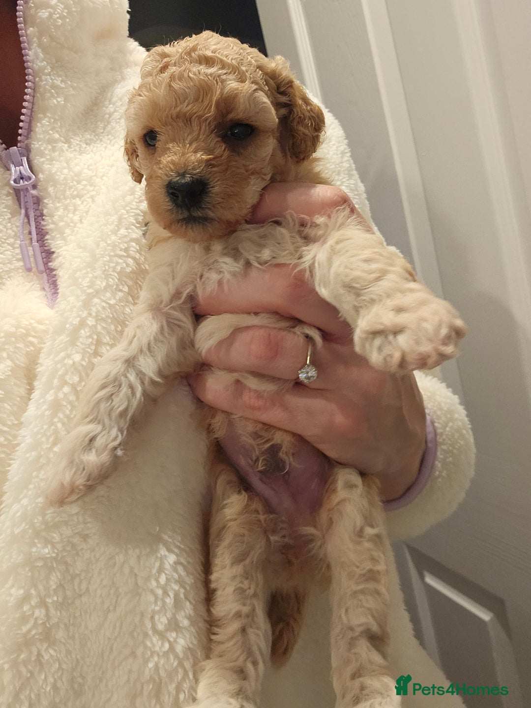 Poochon dogs for sale: Poochon pups ready 11.1.26 - Advert 4