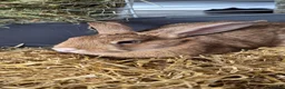 Mini Lop rabbits for sale: Beautiful bunny Ellie  in Cinderford - Advert 2