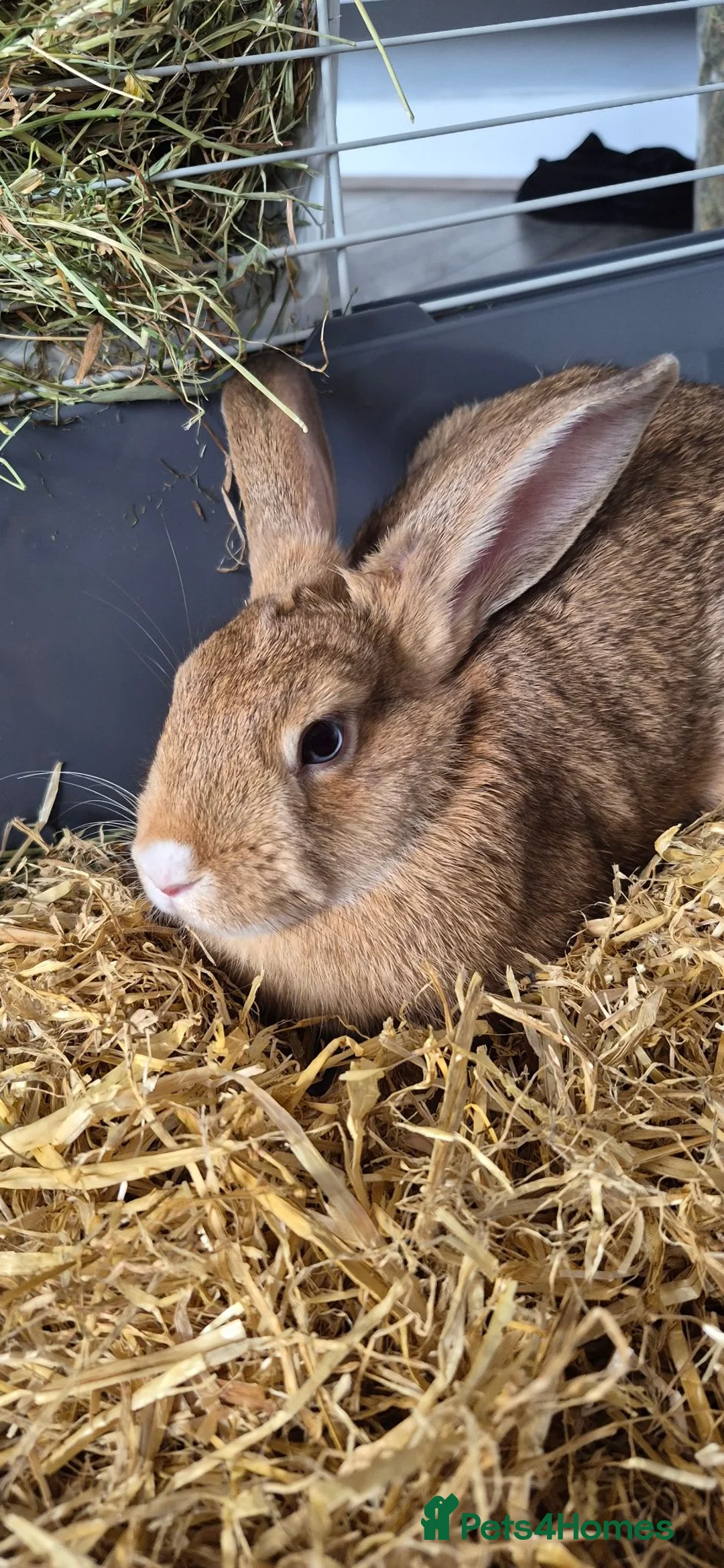 Mini Lop rabbits for sale: Beautiful bunny Ellie  in Cinderford - Advert 2