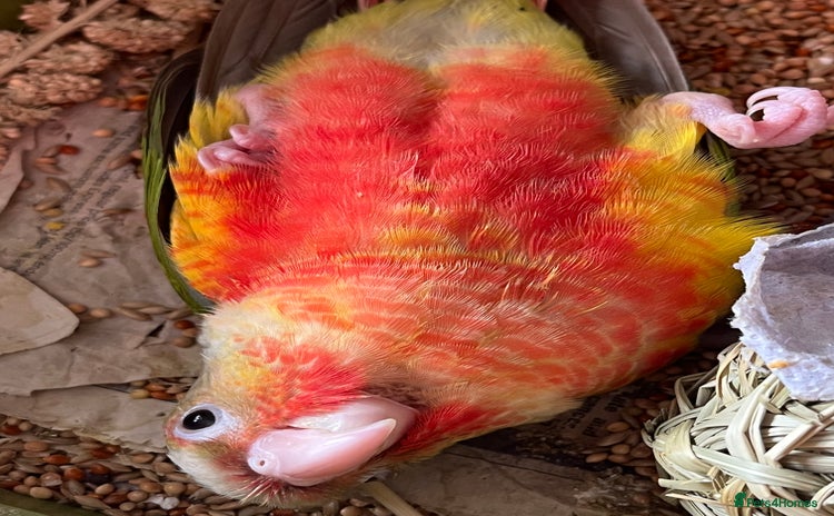 Parakeets birds - Advert 10