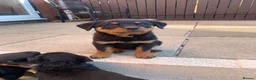 Rottweiler dogs for sale: AMAZING PEDIGREE REGISTERED ROTTWEILER PUPPIES - Advert 9