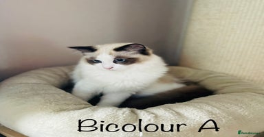 Ragdoll cats - Advert 4