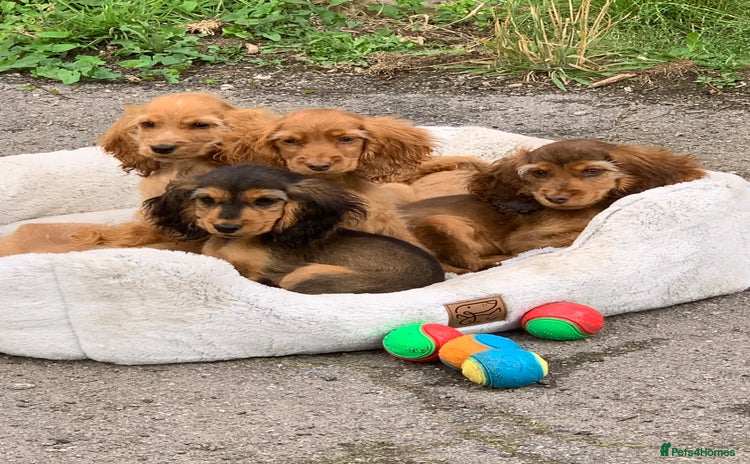 Cocker Spaniel dogs - Advert 16