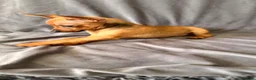 Russian Toy Terrier dogs for sale: Russian Toy Terrier - Advert 31