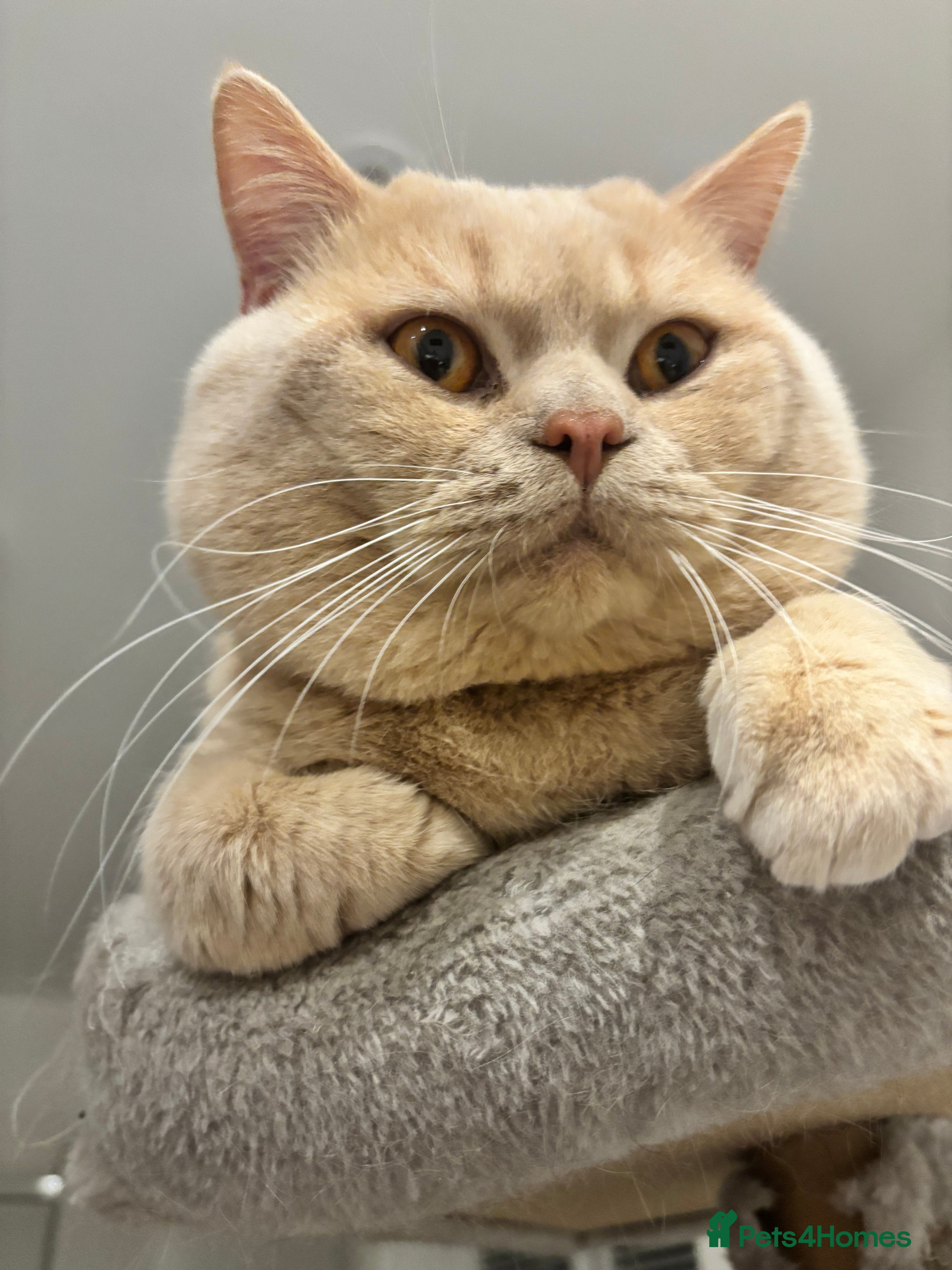British Shorthair cats Cream Active GCCF Stud with Championship status  - Advert 21