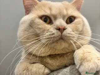 British Shorthair cats Cream Active GCCF Stud with Championship status - Advert 21