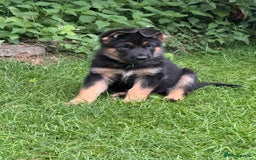 German Shepherd dogs for sale: 1 KC reg Quality Showline female puppy available  - Image 2