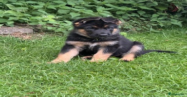 German Shepherd dogs - Advert 6