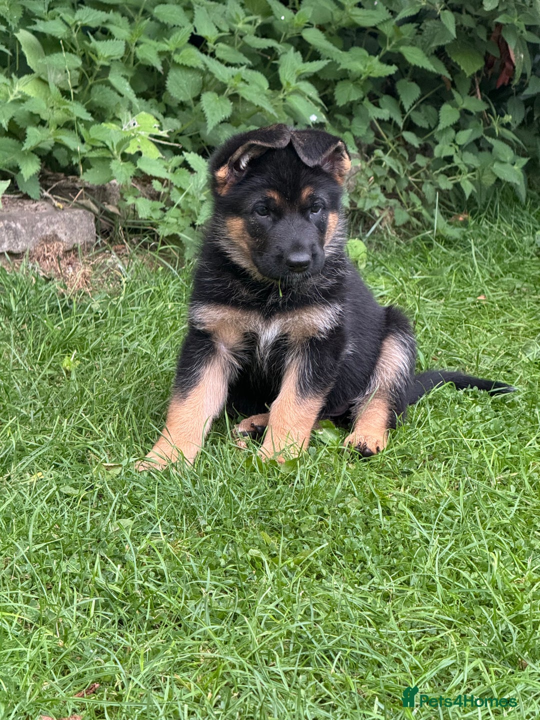 German Shepherd dogs for sale: 1 KC reg Quality Showline female puppy available  - Image 2