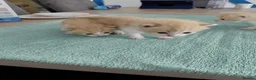 Mixed Breed cats for sale: 3 male and 2 female kittens - Advert 2