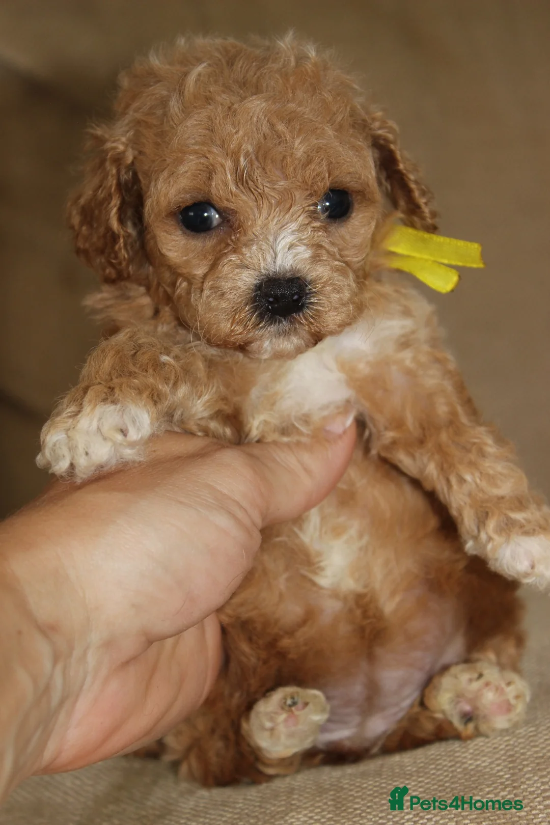 Bichon Frise dogs for sale: Poochon F1 puppies from Health Tested parents  in Leeds - Advert 23