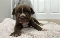 American Bull Staffy dogs for sale: Staffy Bull Puppies - Image 17