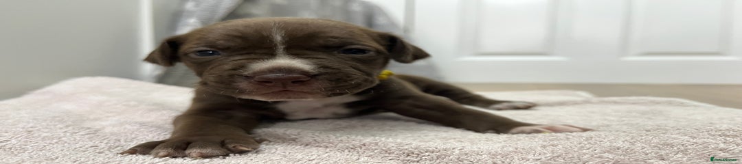 American Bull Staffy Puppy 8