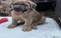 Cane Corso dogs for sale: Excellent Formentino Corso male puppies for sale.  - Image 20
