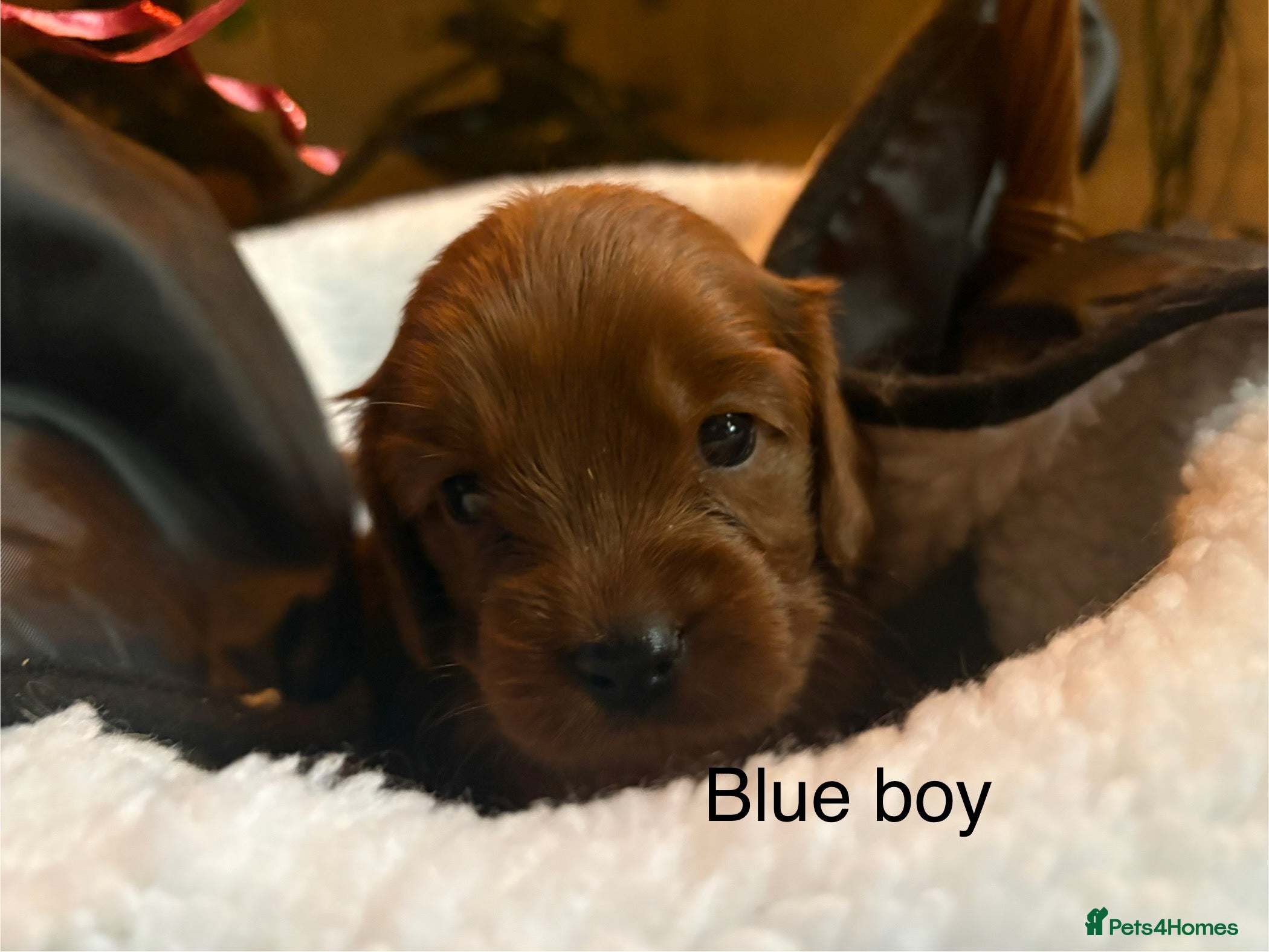 Mixed Breed dogs (Last girl) ruby red cockalier  - Advert 5