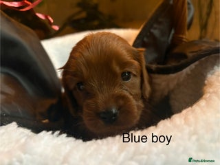 Mixed Breed dogs Ruby red cockaliers - Advert 4