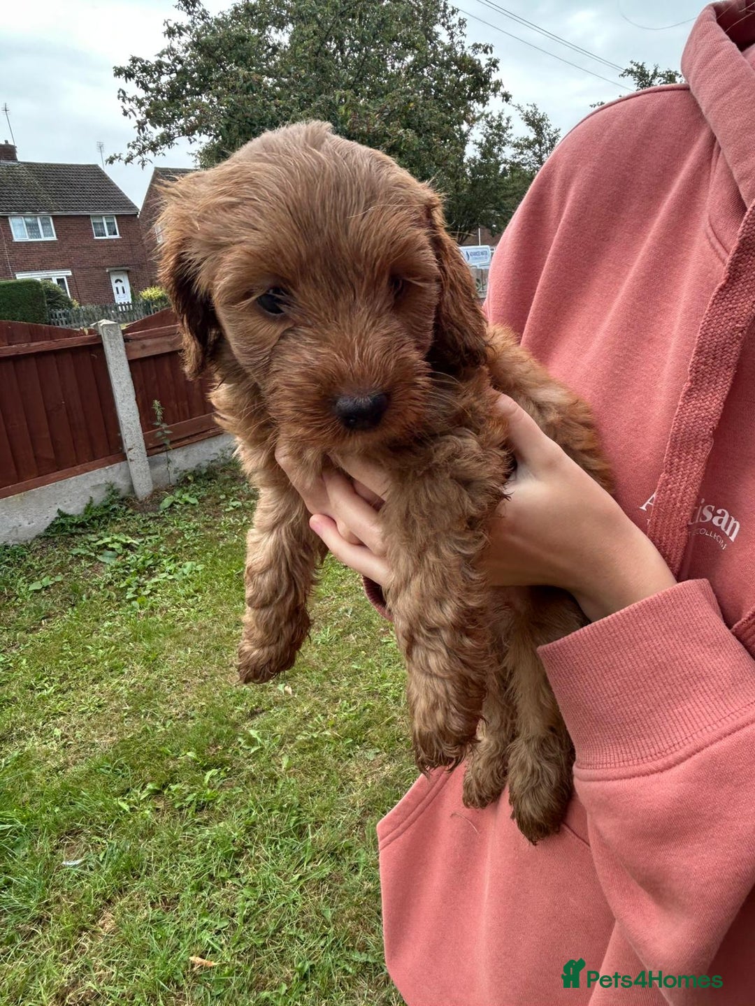 Cockapoo dogs for sale: Cockapoo pups - Image 5