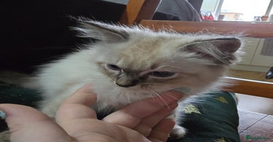Ragdoll cats - Advert 8