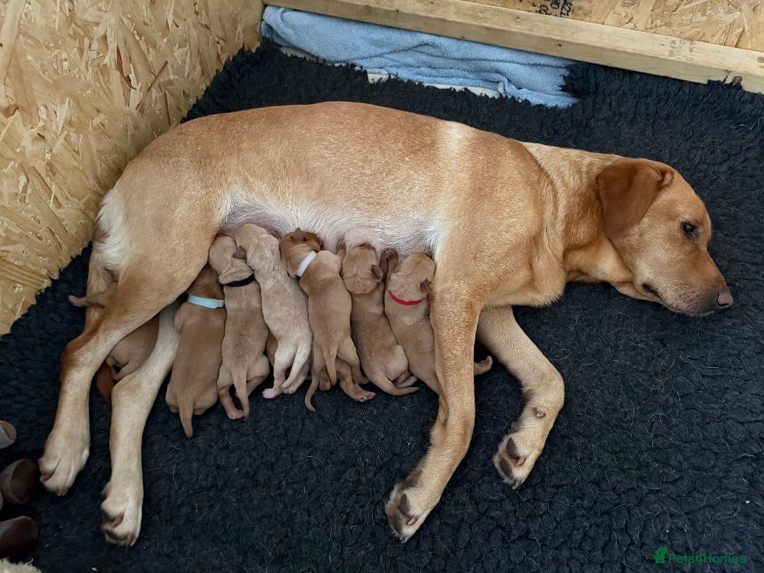 Labrador Retriever dogs for sale: KC Registered Labrador Puppies - Image 4