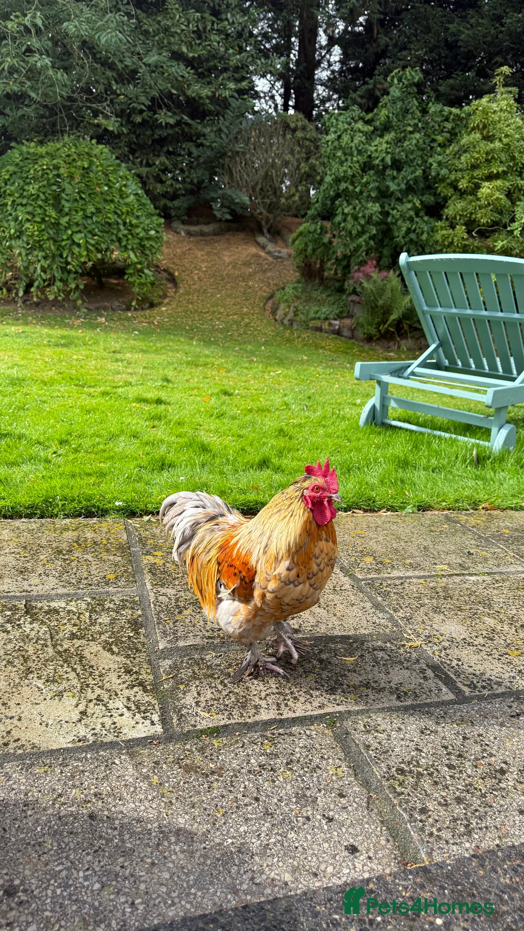 Chickens poultry for sale: 4 VERY HANDSOME HAND REARED SILKY MIX COCKERELS  - Image 25