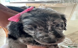 Mixed Breed dogs for sale: Beautiful Sproodle puppies stunning  - Image 4