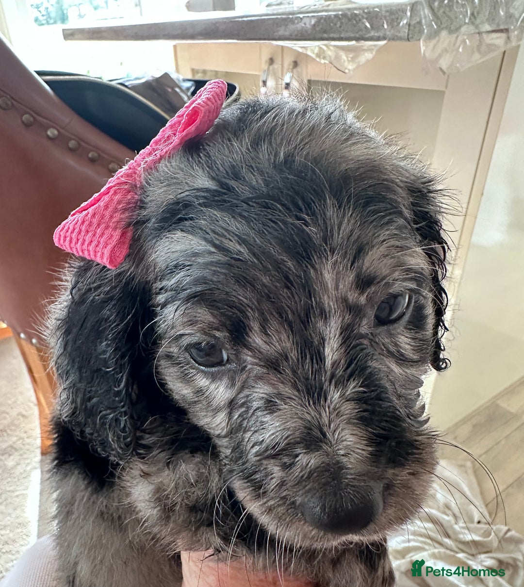 Mixed Breed dogs for sale: Beautiful Sproodle puppies stunning  - Image 4