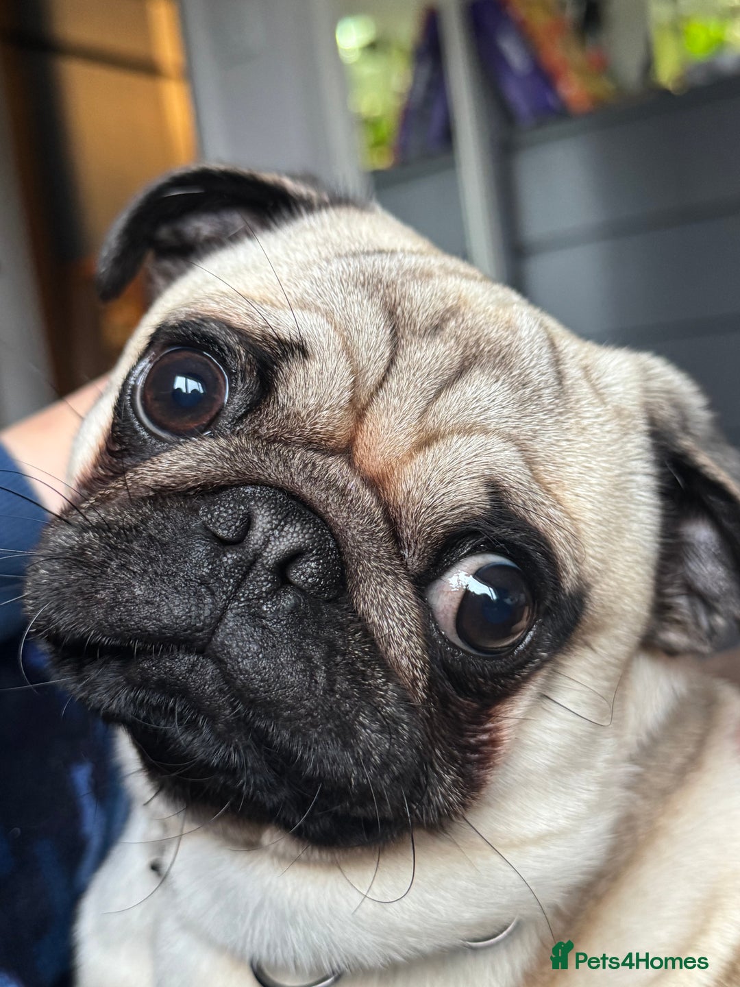 Pug dogs for stud: KC registered stud pug Bob - Advert 8