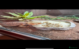 Bearded Dragon reptiles for sale: Bearded dragon - Image 3