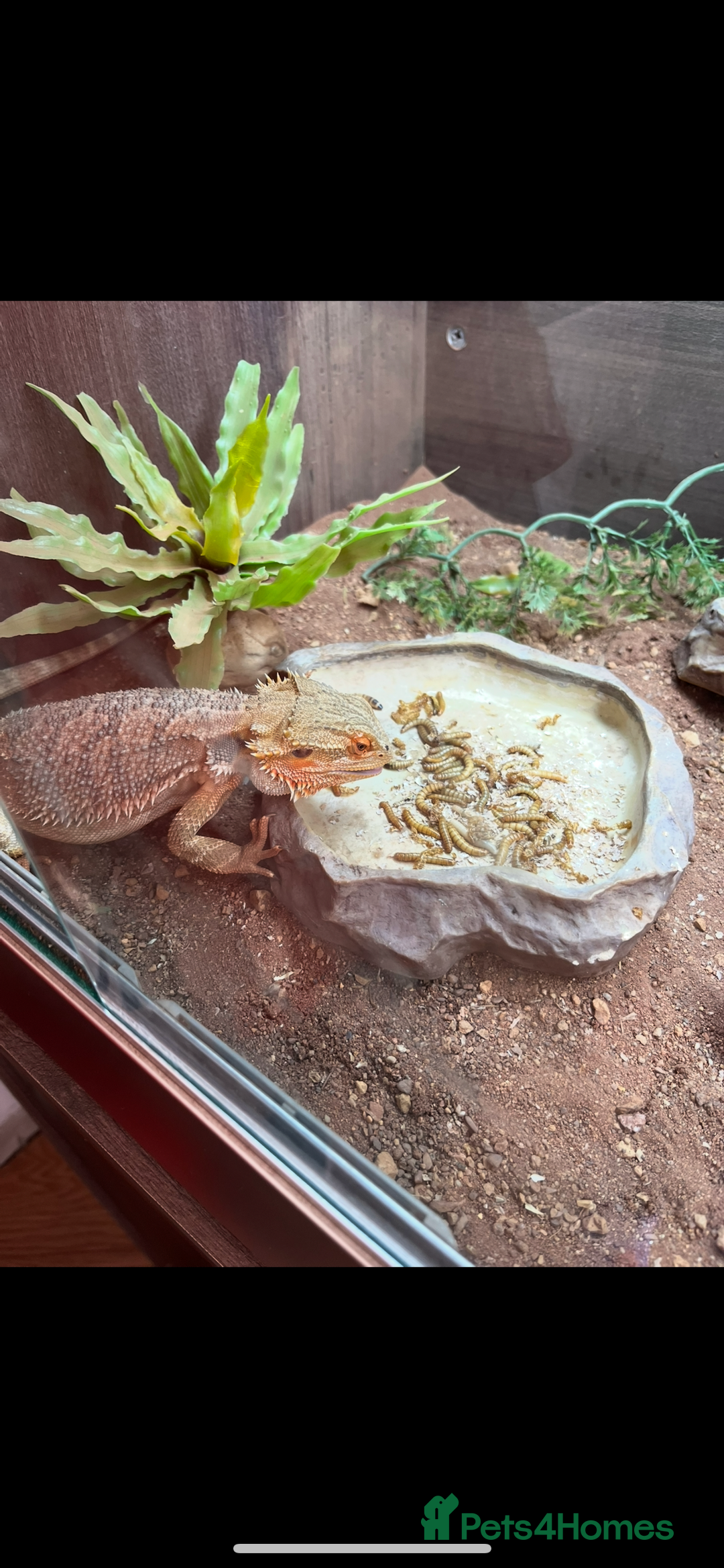 Bearded Dragon reptiles for sale: Bearded dragon - Image 3