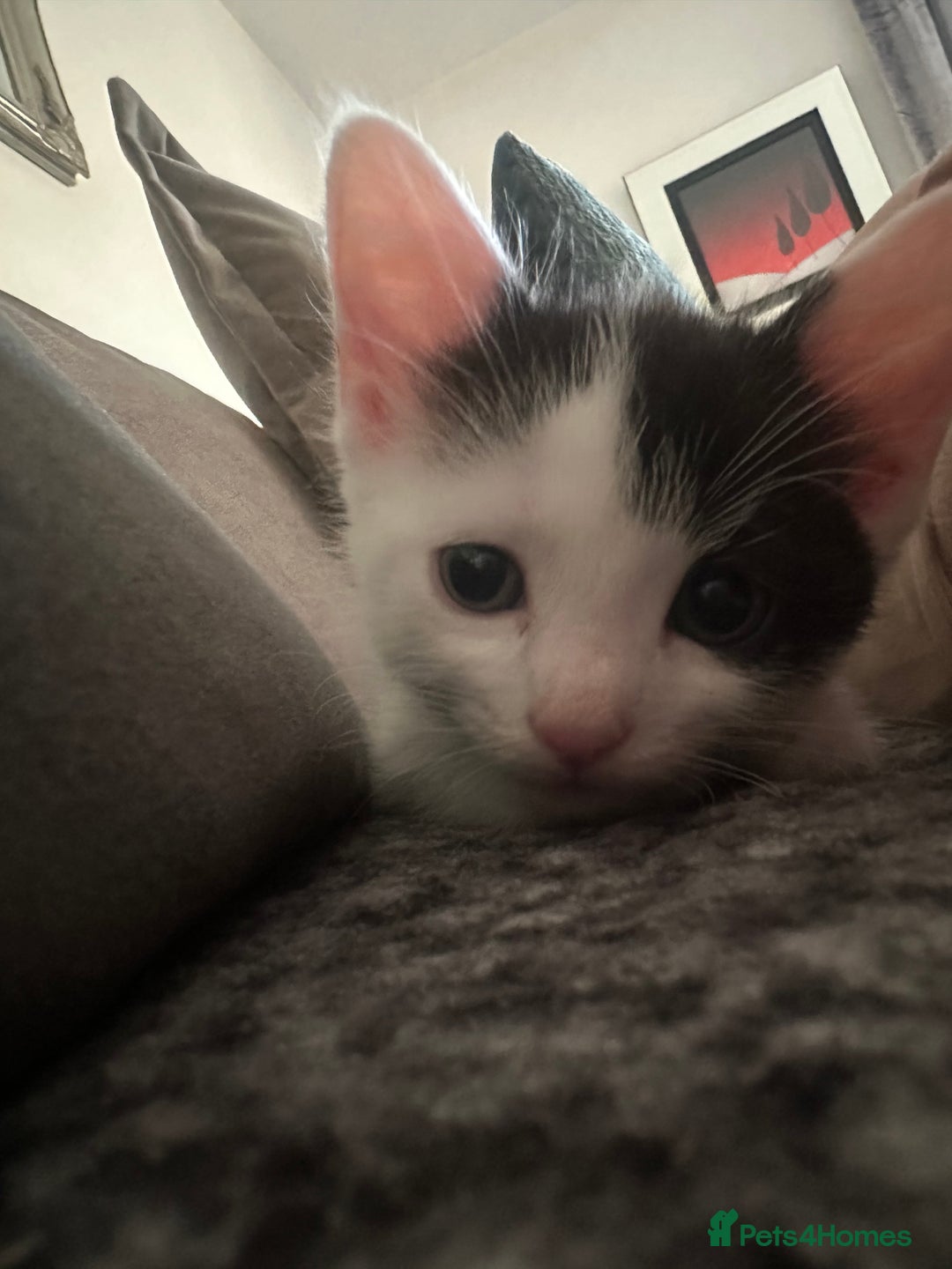 Ragdoll cats for sale: Male kittens  - Image 10