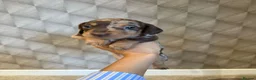 Miniature Dachshund dogs for sale: Exquisite Chocolate  Miniature Dachshunds in Ipswich - Advert 5