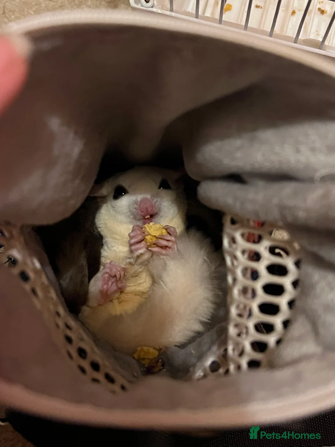 Sugar Glider rodents for sale: selling both sugar gliders  in West Drayton - Advert 4