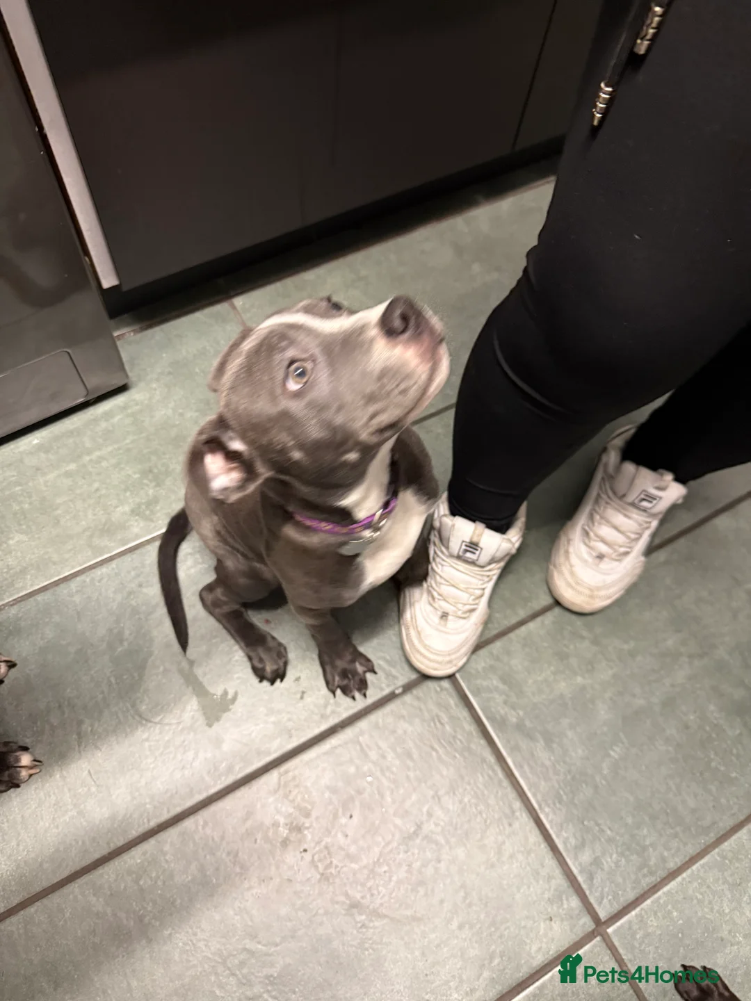 Staffordshire Bull Terrier dogs for sale: 1 female  Blue Staffordshire bull terrier staffy - Advert 5