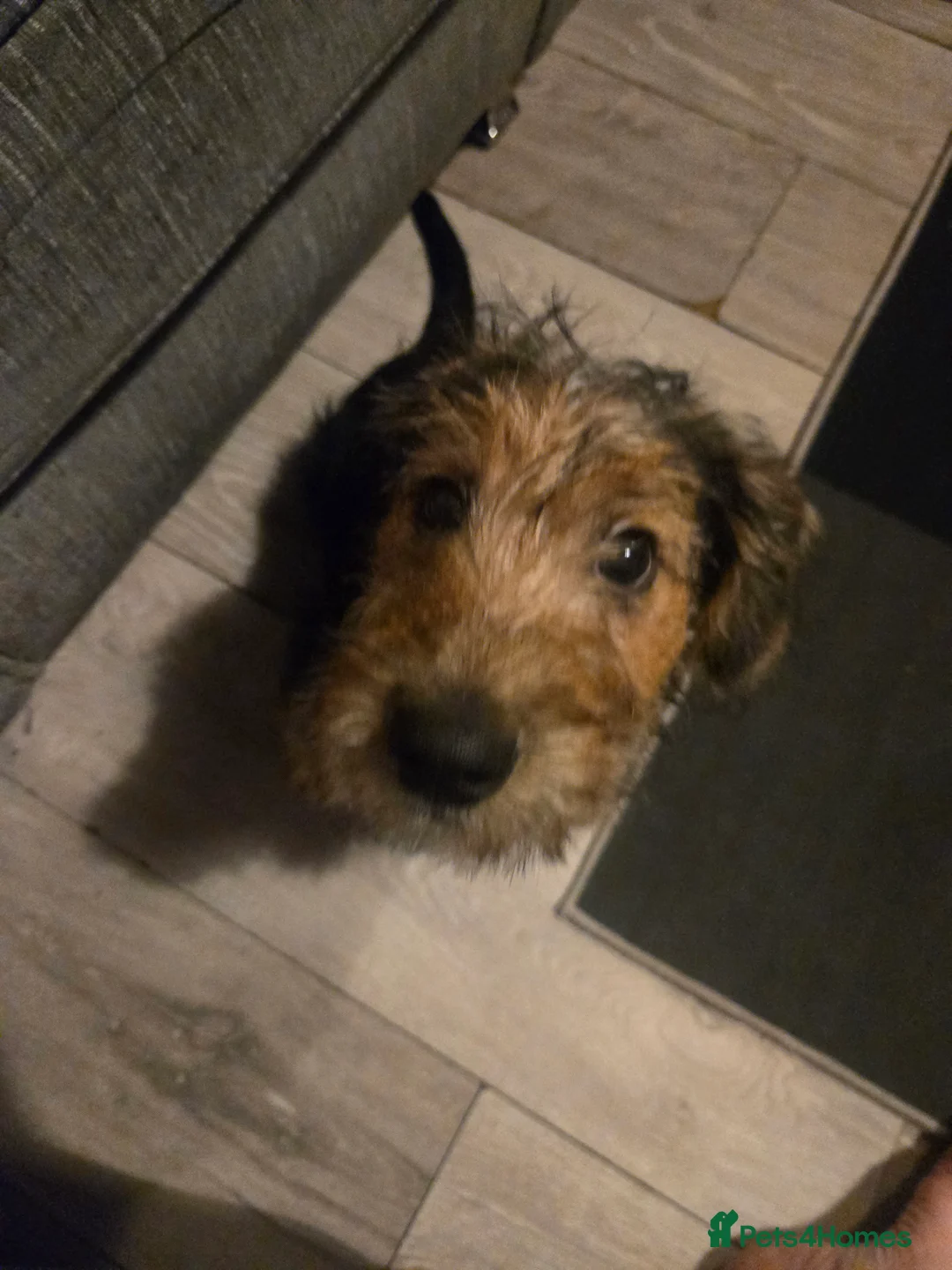 Jackapoo dogs for sale: Beautiful Jackapoo 4 month old male - Advert 2