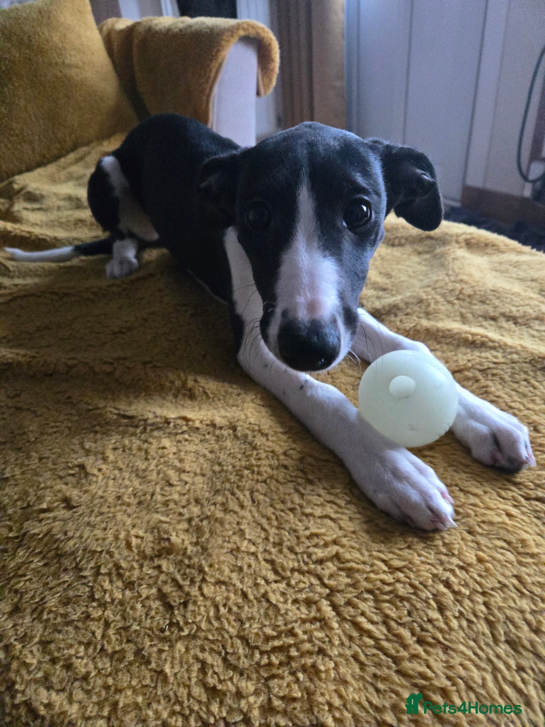 Whippet dogs for sale: Female Whippet Puppy 13 weeks old - Advert 2