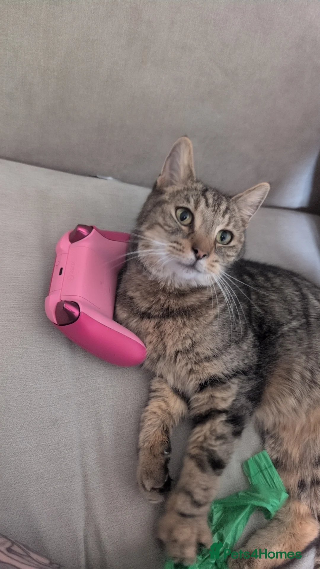 Mixed Breed cats for sale: Bongo - 2 year old male  in Lowestoft - Advert 5