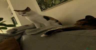 Mixed Breed cats - Advert 3