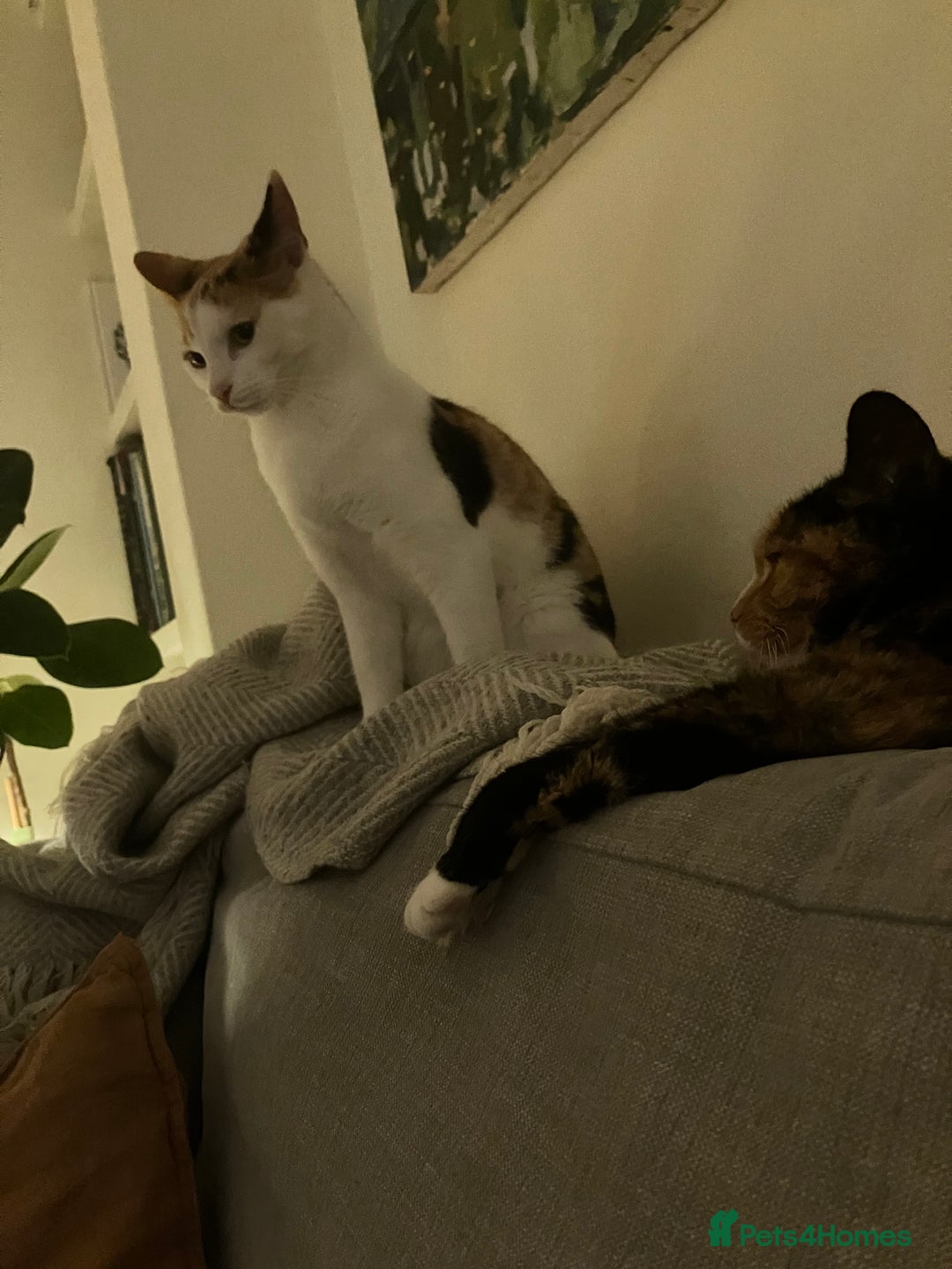 Mixed Breed cats for sale: Siamese/Devon Rex female 10m old  - Image 2