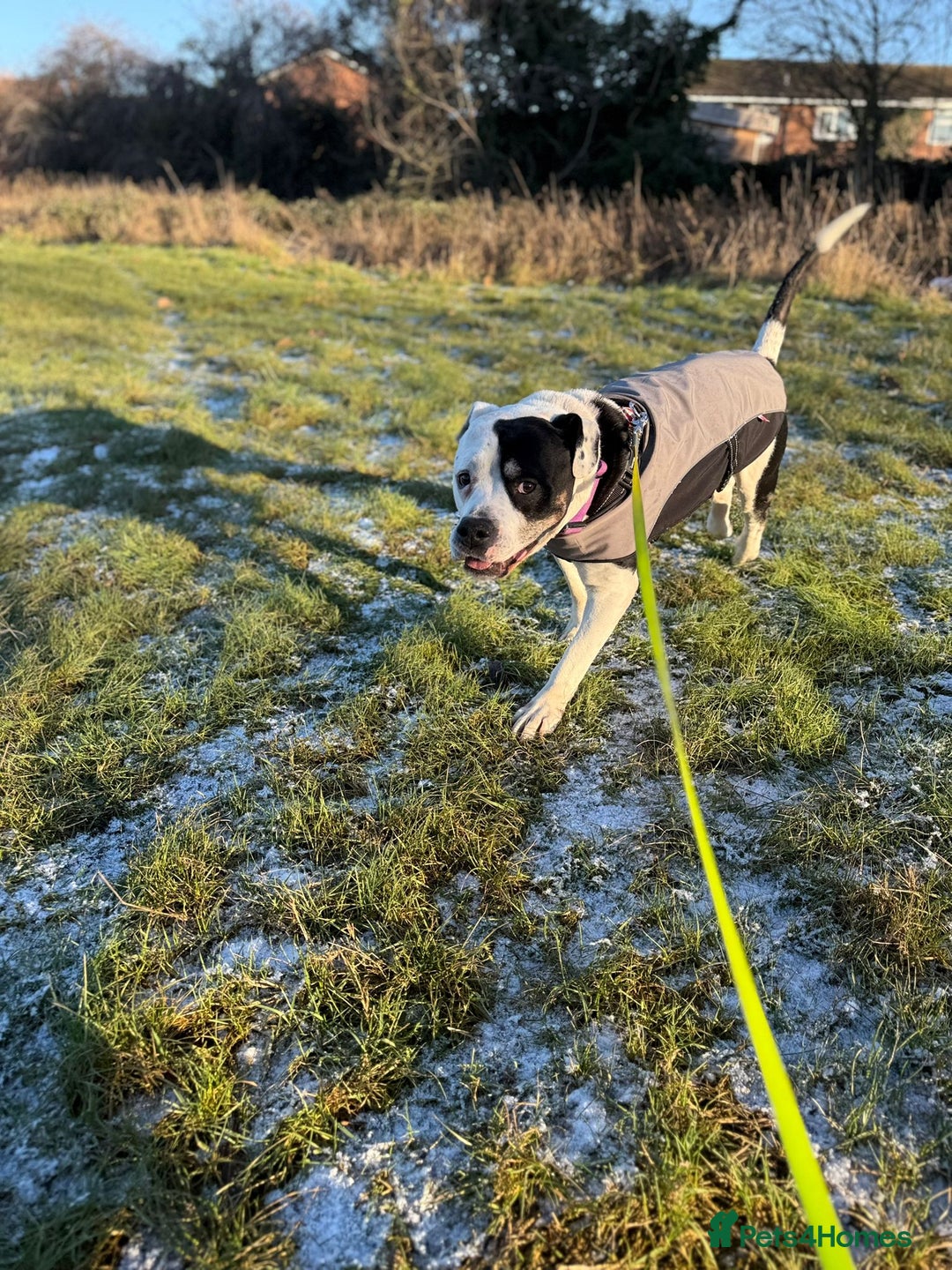 Mixed Breed dogs for adoption: 💙Ghost💙 12 yo rescued from horrific conditions - Advert 12